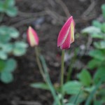 Tulipa clusiana - die Damentulpe