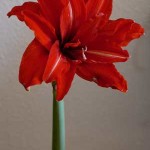 Lachsfarbene Amaryllis