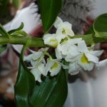 Dendrobium Nobile