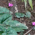 Cyclamen Coum