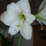 Weisse Amaryllis