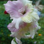 Gladiole