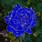 blaue Rose