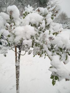 Rosenstämmchen im Schnee